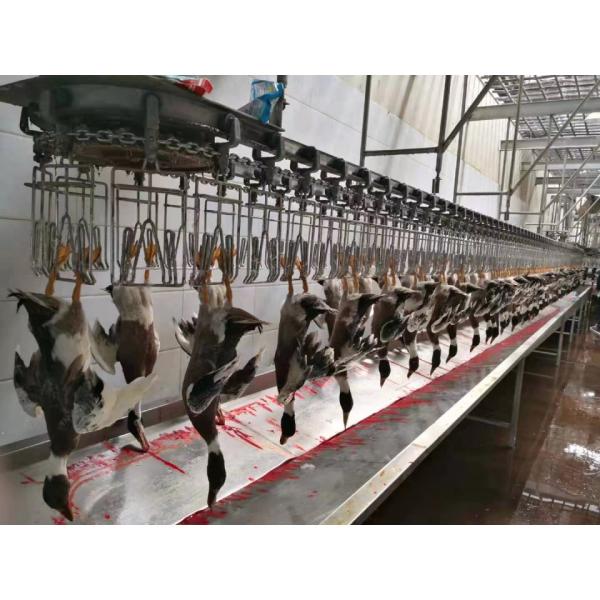 300 Chickens / H Poultry Farming Equipment Scalding Plucking Slaughtering