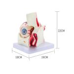 3D Plastic Human Eye Anatomy Model With 10 Parts Orbit For Hospital Medical