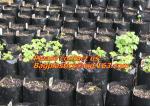 vegetables, fruits, seeds, bedding plants, tomatoes, peppers, cucumbers, tree