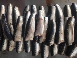 Wholesale Natural Glaze HGT Fresh Frozen Sardines For Canning from china suppliers