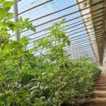 Arched Roof Aquaculture Vegetable Film Sunlight Greenhouse for US Strawberry