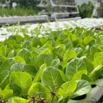 Large Scale Farming Drip Irrigation Greenhouse 50.00cm * 60.00cm * 50.00cm Full