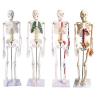 Buy cheap 1.8m PVC 14kgs Human Skeleton Model With Colored Muscle And Ligament from wholesalers