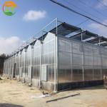Steel Frame Solar Agricultural Greenhouses for Adjustable Vegetable and Fruit
