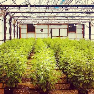 Wholesale Agricultural Single Span 100% Shading 3 Layers Automatic Herb Growing Light Deprivation Blackout Greenhouse from china suppliers