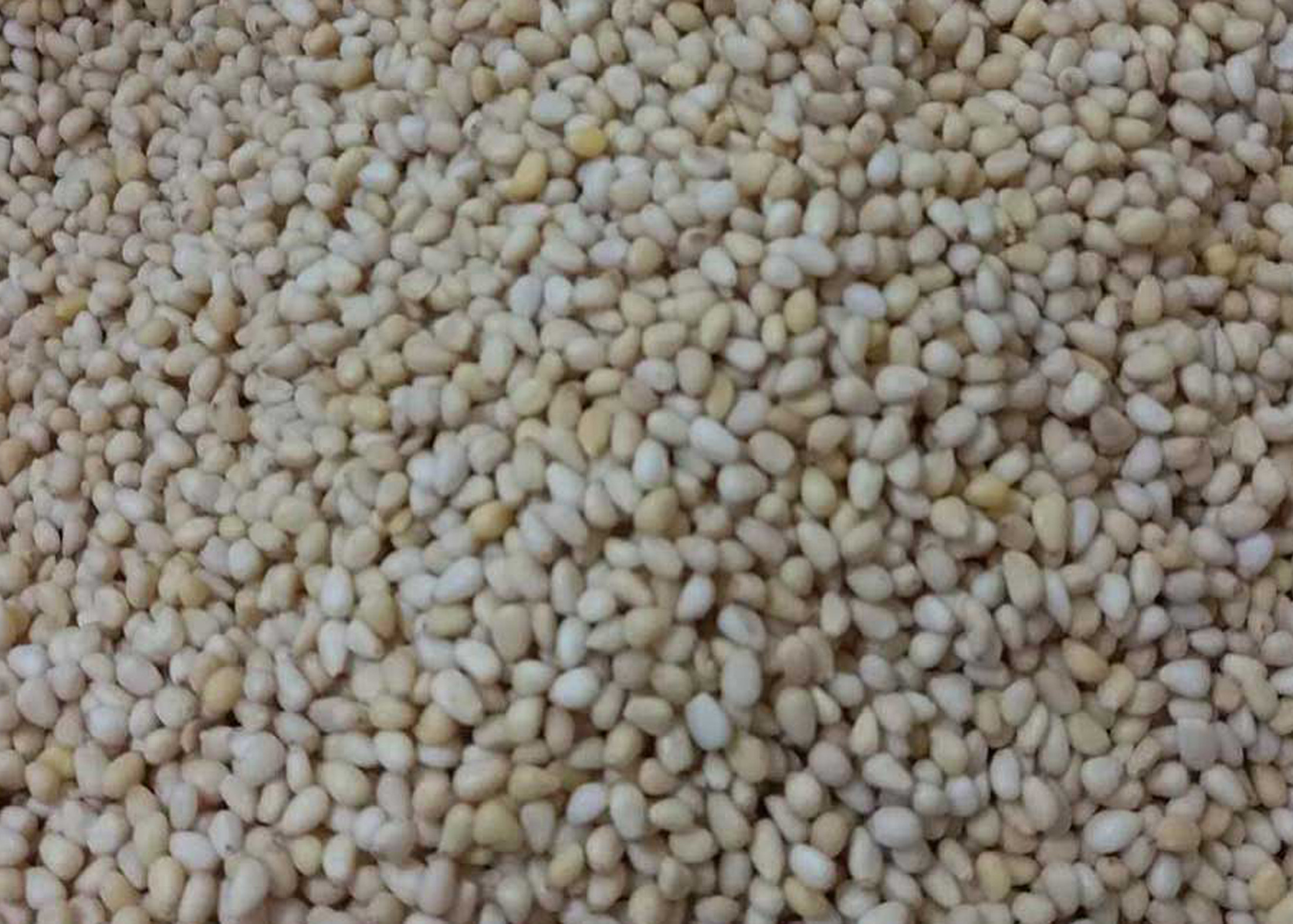 Agriculture Machine Pine Nut Kernel Color Sorter Nuts Sorting Machine