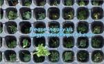 PET Plastic Vegetable Plant Grow Seedling Bed Trays Nursery Plug Tray,128 holes