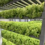 Shaped Roofing Shape Large Size Greenhouse Container Roofing Sheet for Leafy