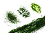 Nutrient-Rich Dried Seaweed Prolifera Flakes Vibrant Green 100g Jar For