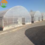 Design Greenhouse with Film Delivery Within 30 Days After Payment Designable