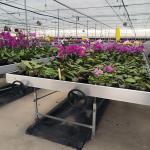 Flower Planting Greenhouse Seedbed Rolling Benches Grow Table Movable