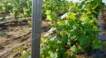 2.5mm Thickness Metal Post Stakes , Grape Growing Vineyard Fence Posts