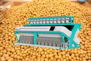 Wholesale High Yield Grain Soybean Sorting Machine 99.99% Accuracy from china suppliers