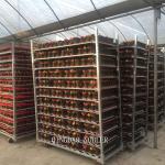 Multiple Shelf Danish Flower Trolley