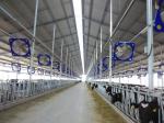 Livestock Ventilation Fans The Perfect Solution for Livestock Ventilation