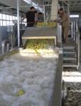 SUS304 10TPH Fruit Vegetable Washing Machine Stepless Shift