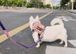 Walking Hands Free Anti Pull Dog Leash Waist Belt System Reflective Dog Leash 6'