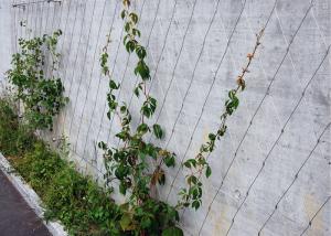 Wholesale High Tech Wire Rope Plant Trellis , AISI316 2.0mm Ferruled Stainless Steel Trellis from china suppliers