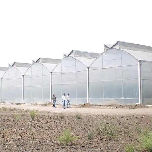 Poly Tunnel Plastic Film 200 Micron Multi-span Customized Agricultural