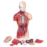 Medical Education Human Anatomy Torso Model 10.5 Inch Of 14PCS Removable Organs