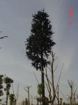 Camouflage Pine Tree Steel Monopole Tower Hot Dip Galvanized