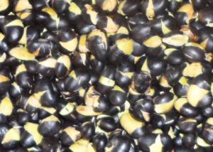 Wholesale Naturally Grown Roasted Black Beans Original Flavor Hard Texture For All Age from china suppliers