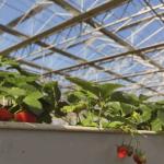 Durable Steel Structure Glass Greenhouse for Hydroponic Flower Growing JX-A00264