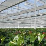 Eco-Friendly Multi Span Glass Greenhouse Customization and Estimated Delivery