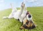 Pile Height 35MM Fake Grass Carpet Pet Artificial Turf For Dogs / Cats Playing