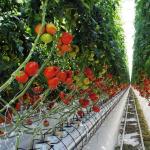 Temporary Heating Film Greenhouse Vegetable and Flower Hydroponic System for