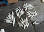 Whole Round 4pcs 6pcs Per Kg Frozen Indian Mackerel For Restaurant