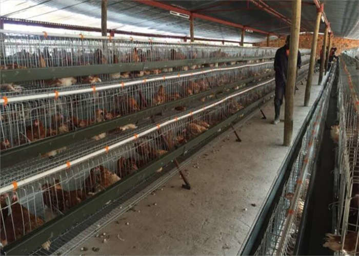 ISO9001 Laminated Layer Chicken Cage For Hen
