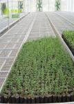 Large Wire Greenhouse Grow Beds And Tables / Garden Center Tables