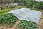 Non Toxic 9Gsm Agriculture Mulching Sheet 3.2m