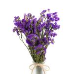 Brightly Colored Purple Limonium Flower Forget Me Not For Decoration