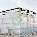Plastic PE Film Multi Span Tomato Poly Tunnel Greenhouse For Fruits Vegetables