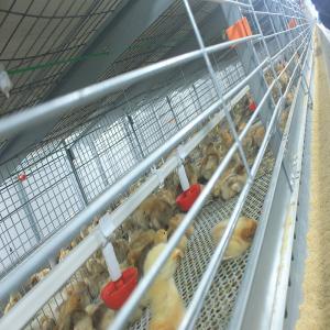 Wholesale SONCAP Certified 380V 50HZ Automatic Broiler Equipment For Chicken House from china suppliers