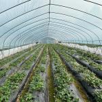 200 Micron Greenhouse Plastic / Pep Film Single Span Solar Tunnel Plastic
