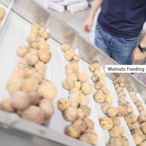 Wholesale Food Grade Conveyor Belts Walnut Shelling Machine 380V 2 Tons Output from china suppliers