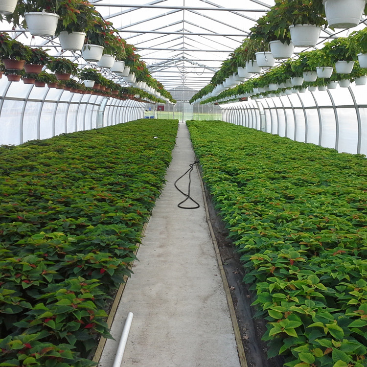 Galvanized PE Film Single Span Greenhouse For Vegetables 9x30m