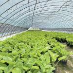 Full Payment Commercial Greenhouse for Tomatoes and Strawberries in Water Pipe