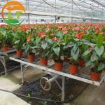 Designable Length Light Sensitive Greenhouse for Growing Mushrooms in PE