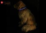LED Flashing Light Dog Collar and Leash Safety Pet Dog Puppy Collar Lead in