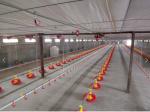 100mm Chicken Nipple Drinker System