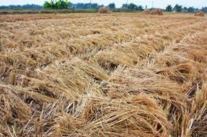 Wholesale Oriented Straw Strand Board OSSB Production Line High Productivity Full Automatic from china suppliers