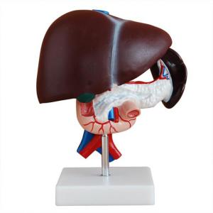 Wholesale Life Size Human Anatomy Liver Pancreas And Duodenum Model Surgery Medical Display from china suppliers