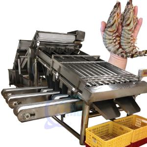 Wholesale Shrimp grading machine equipment Multi-stage sardine balam fish sorting machine from china suppliers