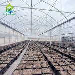 Tropical Multi Span Polytunnel Plastic Film Berry Greenhouse With Hydroponic