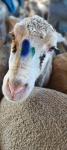 Plyfit Livestock Marker Spray No Harm Cow Sheep Marking Spray Paint