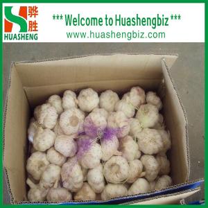 China Fresh garlic on sale